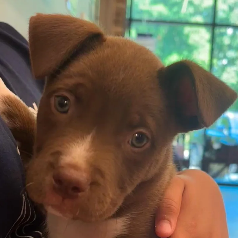 A baby small-sized female Brown / Chocolate Mixed Breed dog named Sunday for adoption in Wilmington, DE