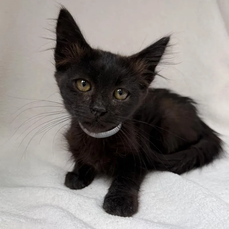 A baby small-sized male Black Domestic Medium Hair cat named Liam for adoption in Long Beach, CA