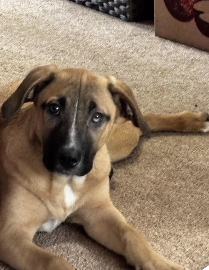 A baby medium-sized female Golden Retriever dog named Hart for adoption in Wonder Lake, IL