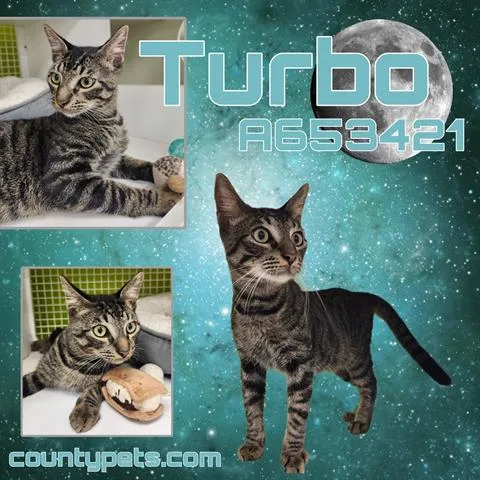 A young medium-sized male Domestic Short Hair cat named Turbo for adoption in Houston, TX