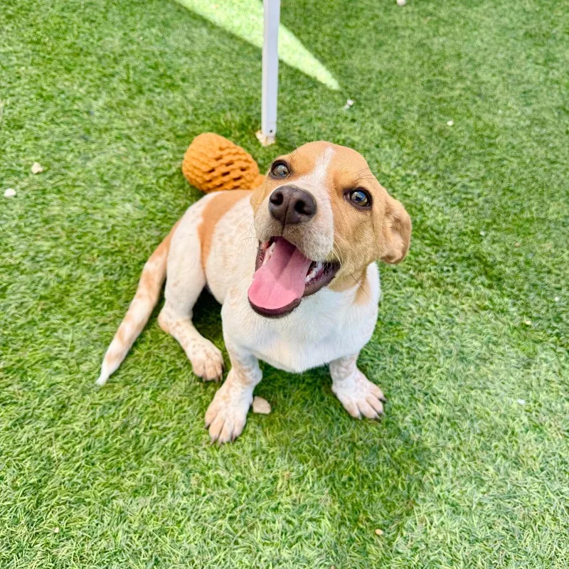 A baby small-sized female White / Cream Cattle Dog dog named Josi for adoption in Agoura Hills, CA