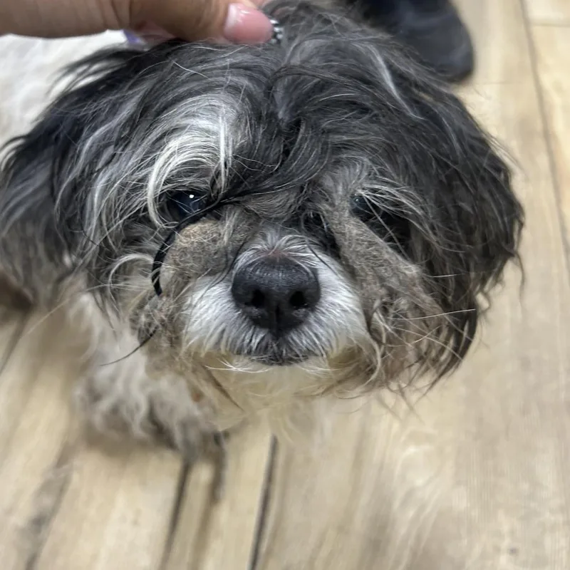 A baby small-sized male White / Cream Shih Tzu dog named Ahnjstray for adoption in Newark, NJ