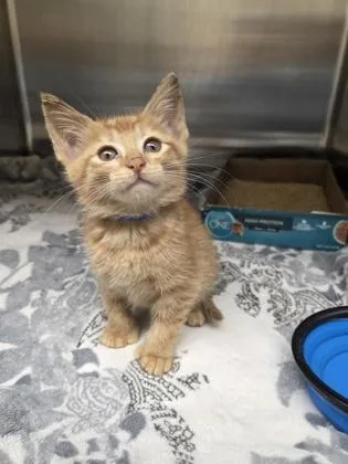 A baby small-sized male Domestic Short Hair cat named Rory Myndacious for adoption in Westland, MI