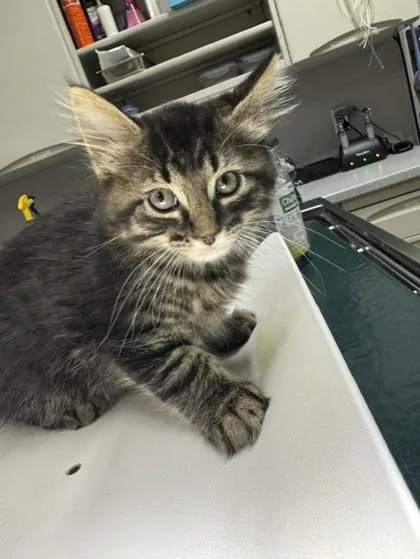 A baby small-sized male Domestic Medium Hair cat named Scooter for adoption in Pequot Lakes, MN