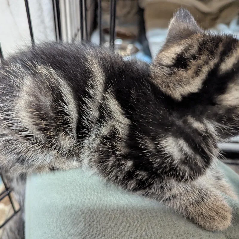 A baby small-sized male Brown / Chocolate Domestic Short Hair cat named Basil for adoption in Canton, NC