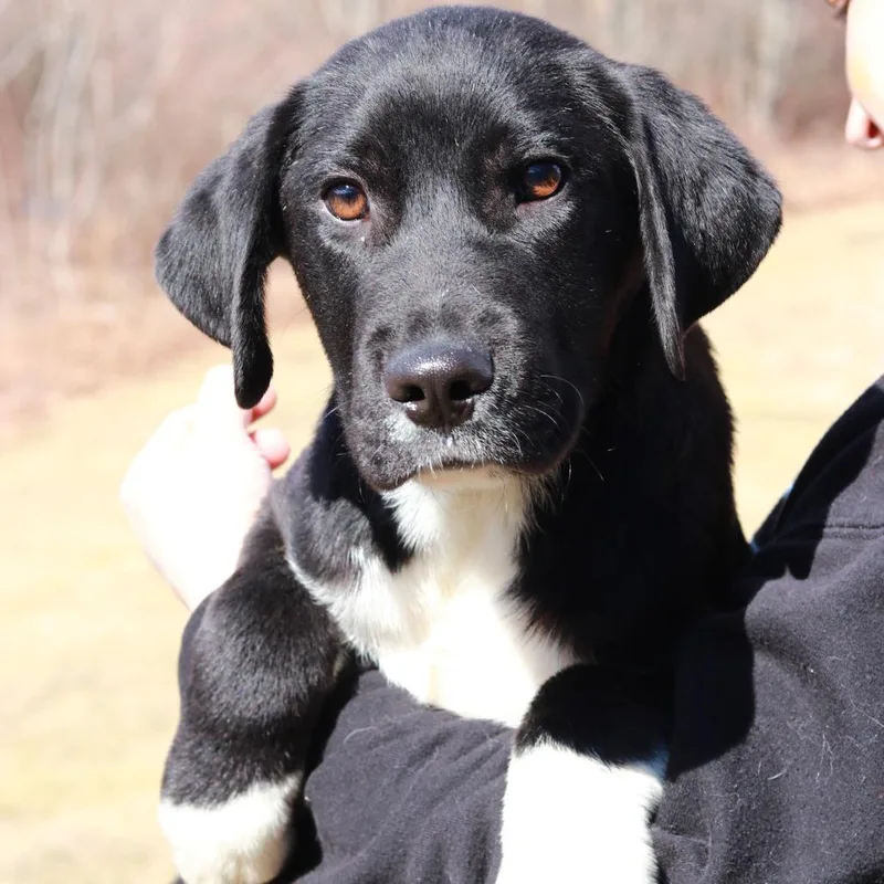 Ct Donkey thumbnail 3