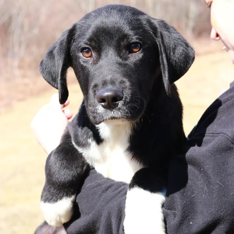 Ct Donkey thumbnail 4