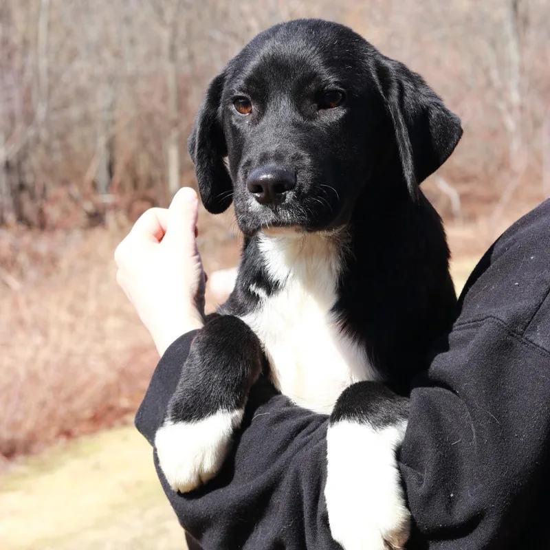 Ct Donkey thumbnail 6