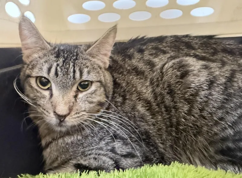 An adult medium-sized male Tabby (Brown / Chocolate) Tabby cat named Papillon Blossom for adoption in Chandler, AZ
