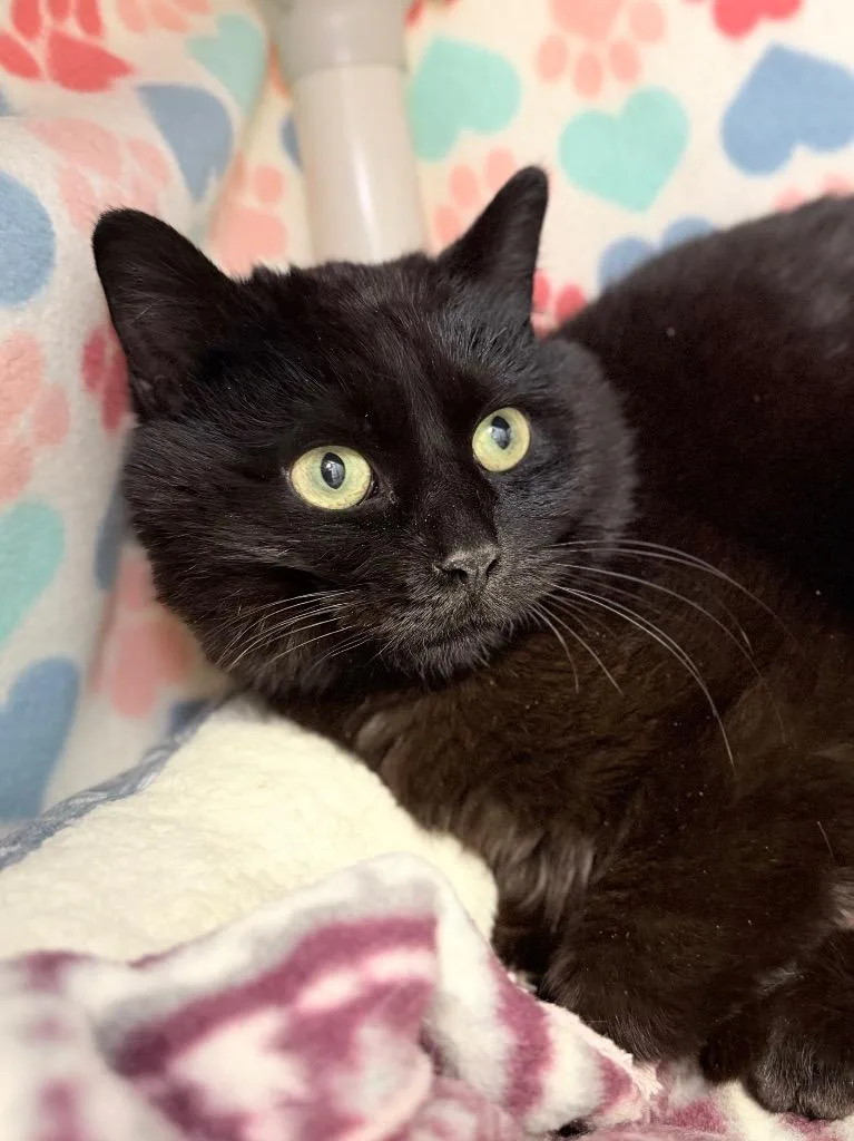 A young medium-sized male Domestic Short Hair cat named Pookie for adoption in Menomonie, WI