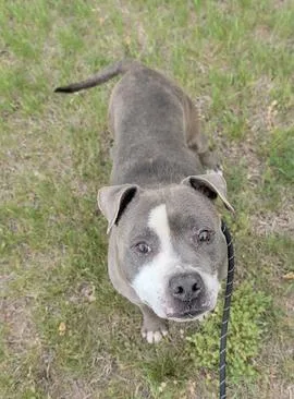 An adult large-sized male Pit Bull Terrier dog named Tosh for adoption in Upper Marlboro, MD