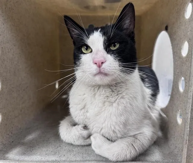 An adult small-sized male Domestic Short Hair cat named Torin for adoption in Lancaster, CA