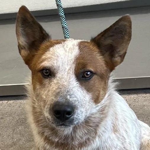 An adult medium-sized male Red / Chestnut / Orange Mixed Breed dog named 110386 for adoption in Las Cruces, NM
