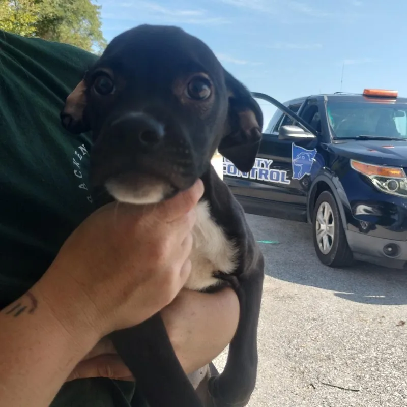 A baby small-sized male Black Mixed Breed dog named Domingo for adoption in Brooksville, KY
