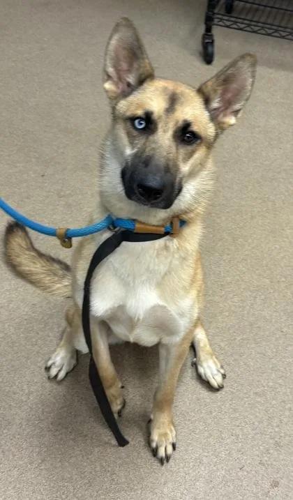 A young large-sized female Mixed Breed dog named Tipperary for adoption in Chamblee, GA