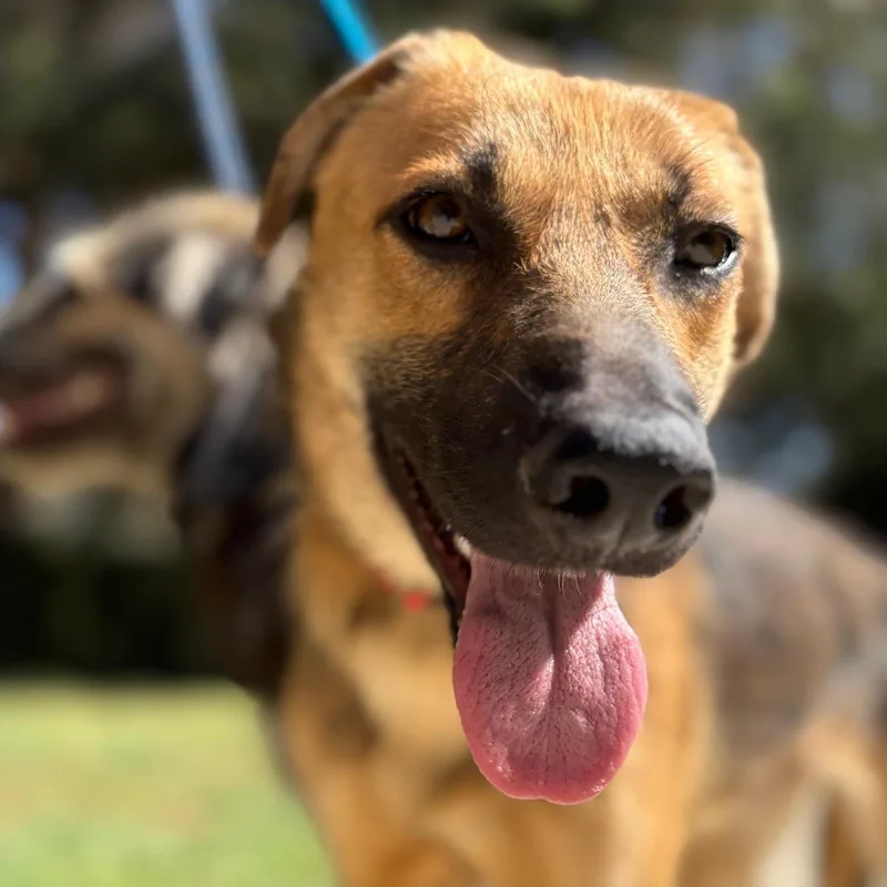 A young medium-sized female Retriever dog named Paisley for adoption in Newport Beach, CA