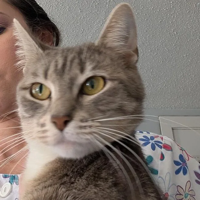 A baby medium-sized female Tabby (Gray / Blue / Silver) Domestic Short Hair cat named Vanessa for adoption in Reisterstown, MD