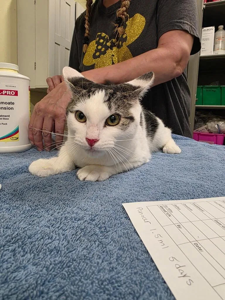 A baby medium-sized female Domestic Short Hair cat named Toaster for adoption in Meriden, CT