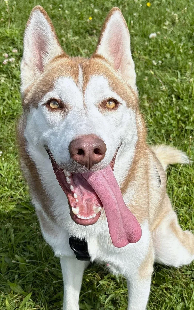 A young medium-sized male Siberian Husky dog named Bronco for adoption in Iowa City, IA