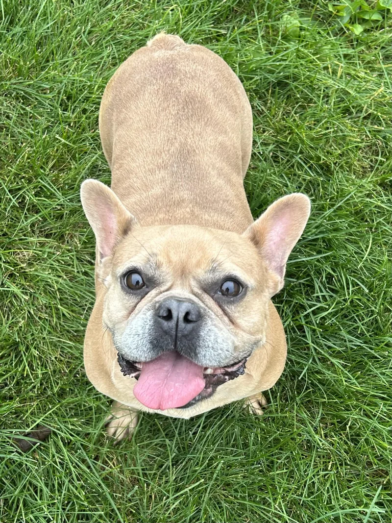 An adult small-sized female French Bulldog dog named Sugar plum for adoption in Antwerp, OH