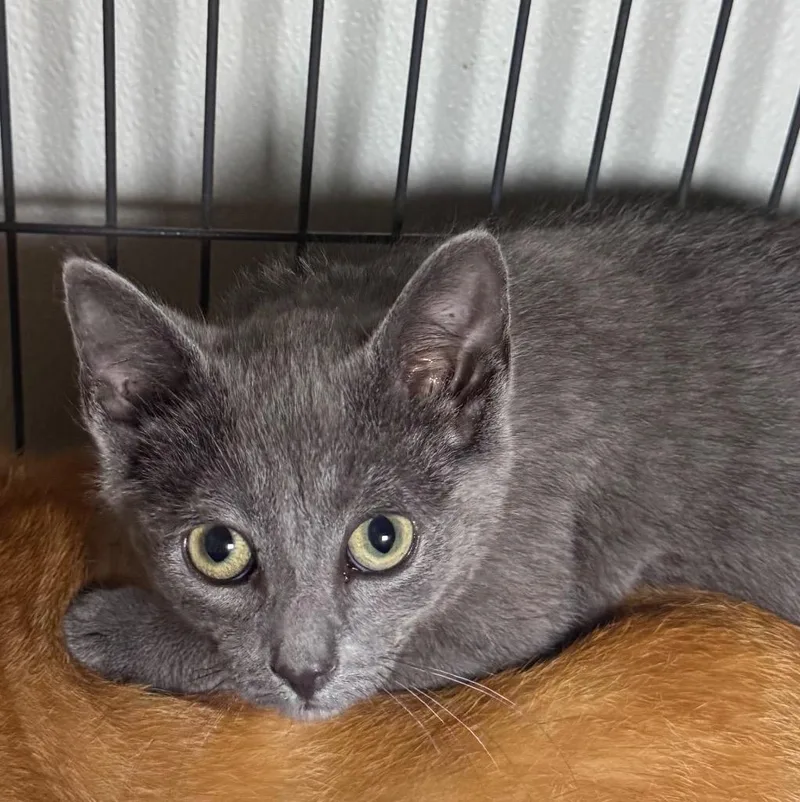 A baby medium-sized female Domestic Short Hair cat named Rosie for adoption in Saginaw, MI