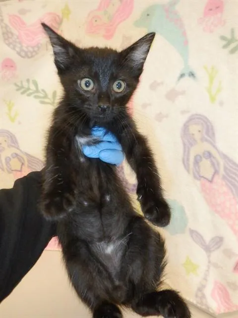 A baby small-sized male Domestic Short Hair cat named Bean for adoption in San Jose, CA