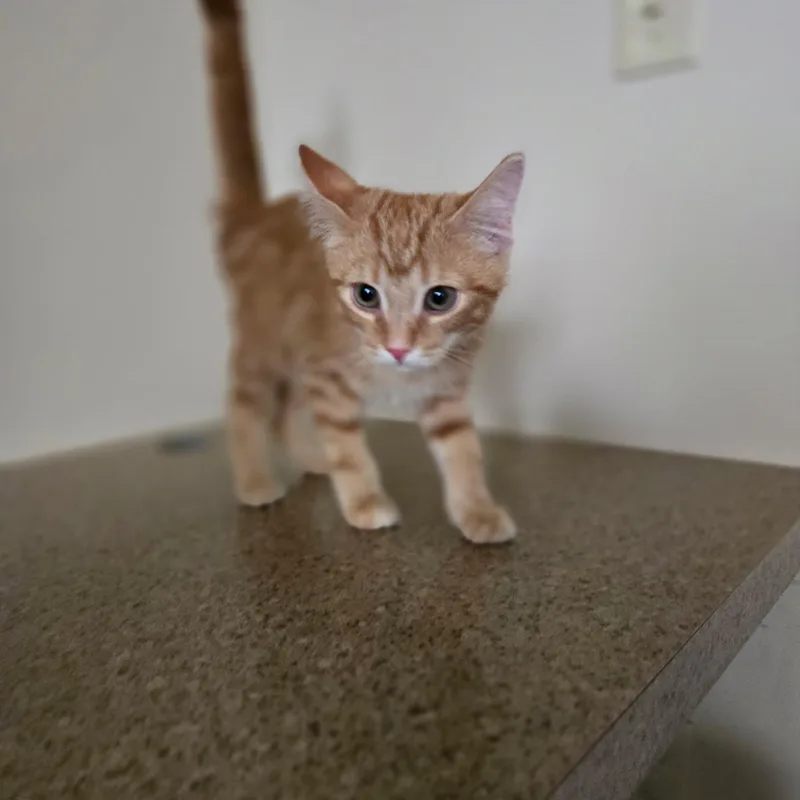 A baby medium-sized male Tabby (Orange / Red) Domestic Short Hair cat named Dusty for adoption in West Branch, MI