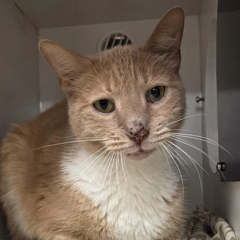 A senior medium-sized female Domestic Medium Hair cat named Sookie for adoption in Voorhees, NJ