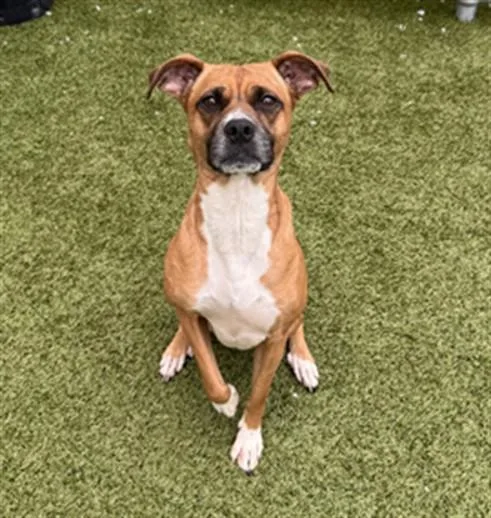 An adult medium-sized female Boxer dog named Jovie for adoption in Toledo, OH