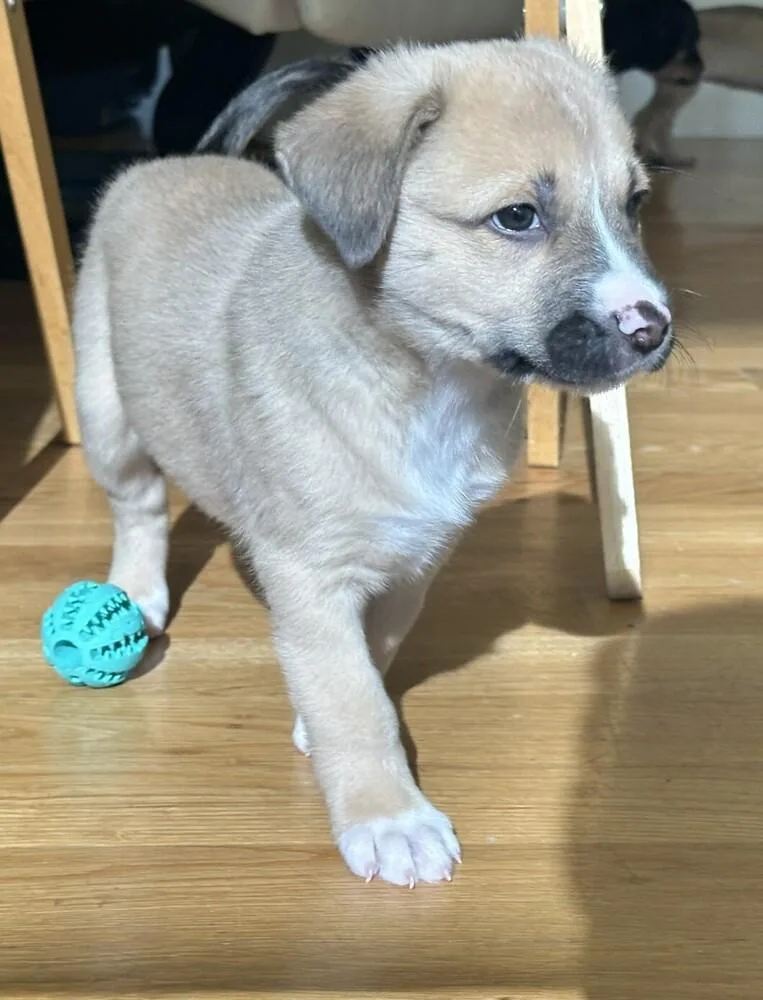 A baby medium-sized male Shepherd dog named Bosco for adoption in Thornton, CO