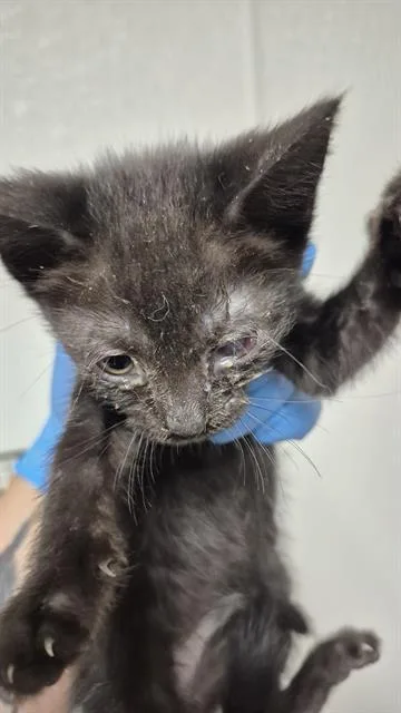 A baby small-sized female Domestic Short Hair cat named Green Collar for adoption in Bakersfield, CA