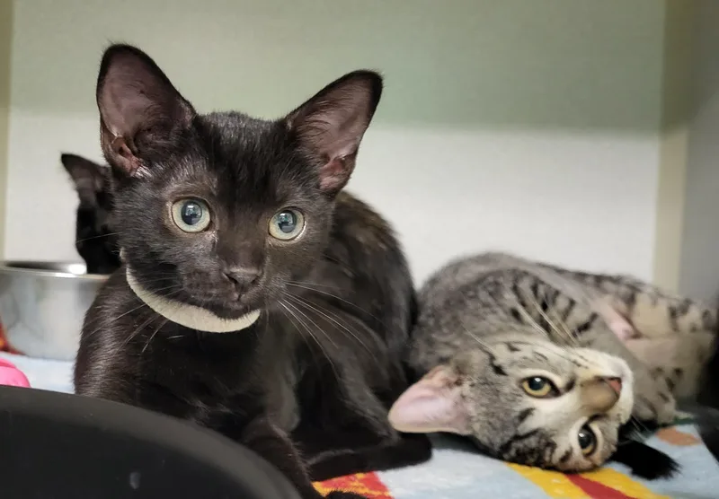 A baby medium-sized female Black Extra-Toes Cat / Hemingway Polydactyl cat named Blizzard for adoption in Grayslake, IL