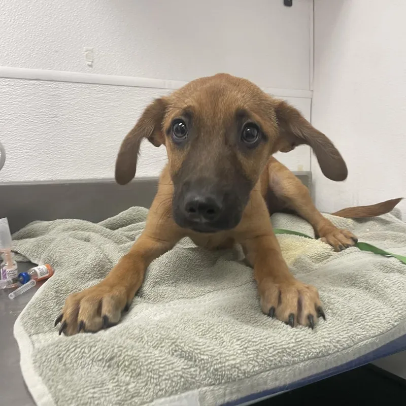 A baby small-sized male Yellow / Tan / Blond / Fawn Belgian Shepherd / Malinois dog named Yeller for adoption in Henderson, NV