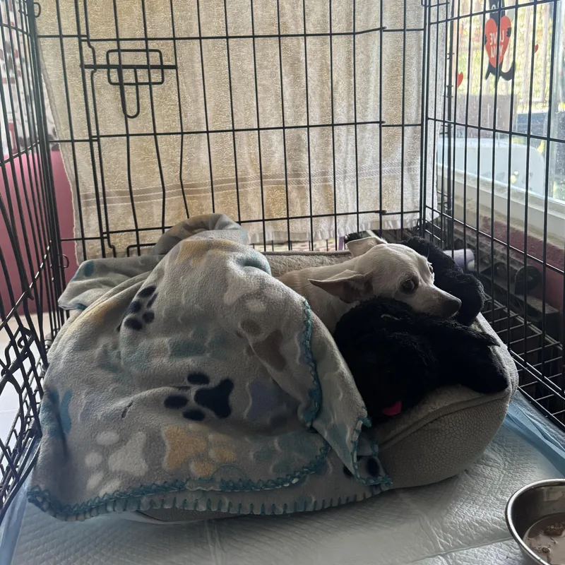 A senior small-sized female Apricot / Beige Chihuahua dog named Ingrid for adoption in San Juan, PR