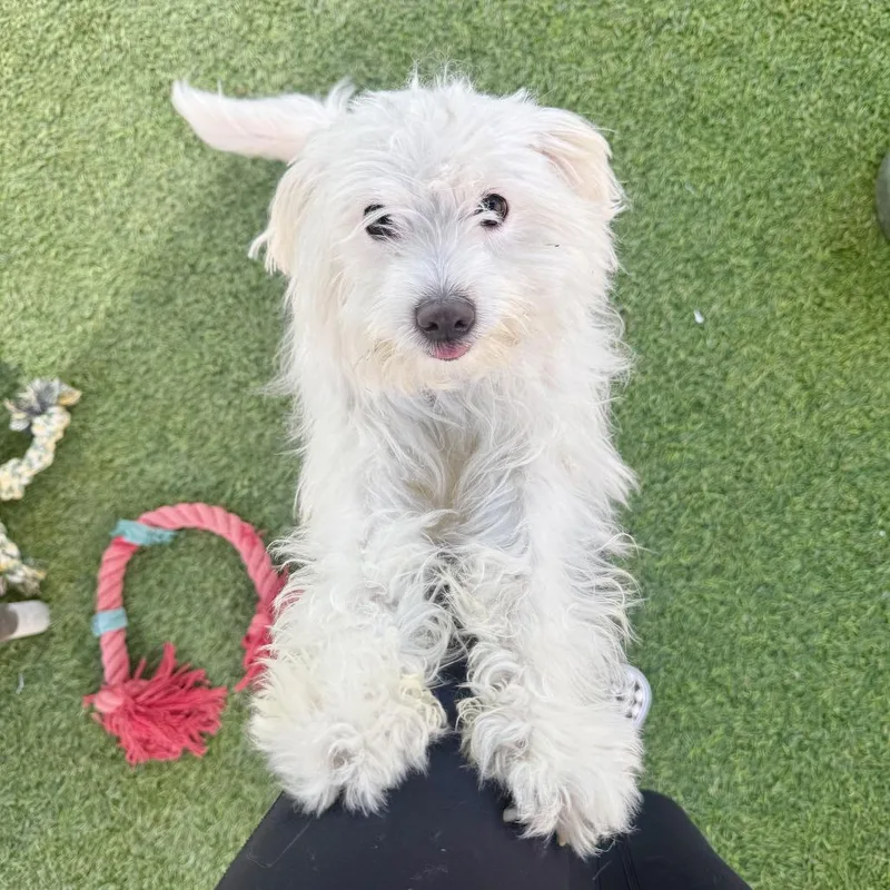 An adult small-sized male White / Cream Maltese dog named Alfredo for adoption in Agoura Hills, CA