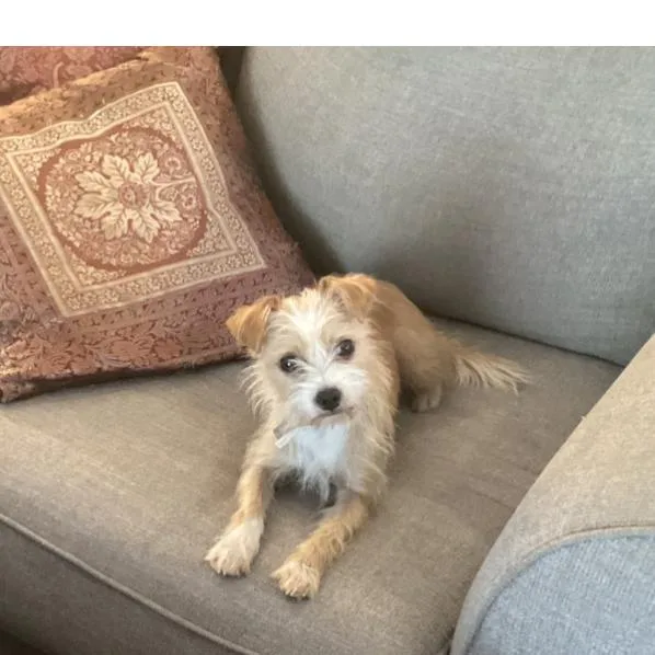 An adult small-sized female Yellow / Tan / Blond / Fawn Fox Terrier dog named Ducky for adoption in Houston, TX