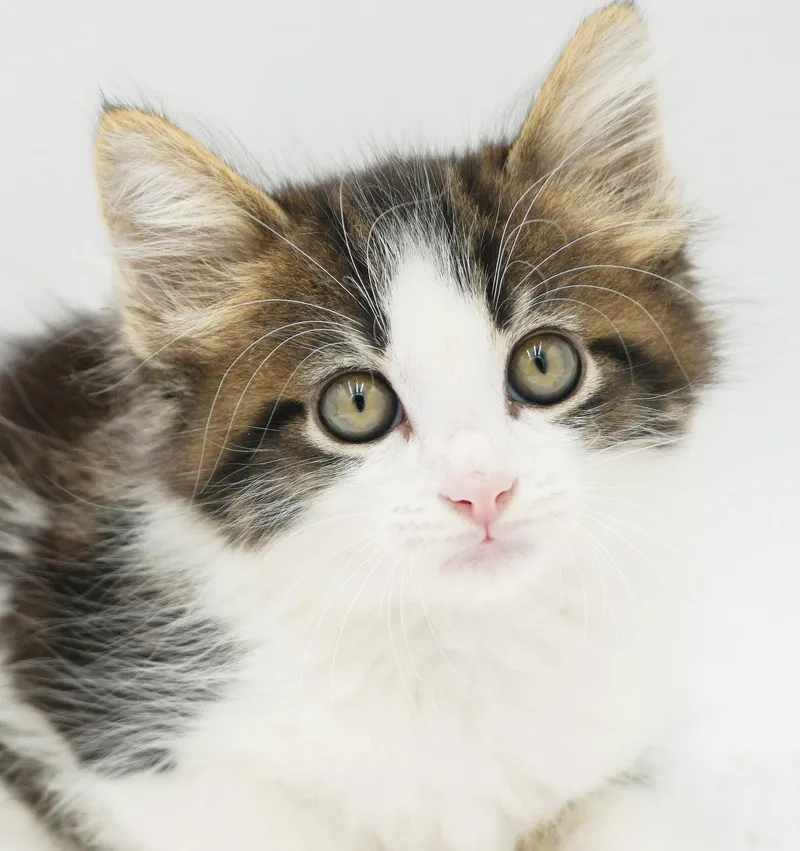 Pete is a poofy thumbnail 2