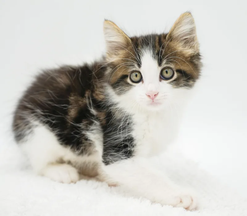 Pete is a poofy thumbnail 3