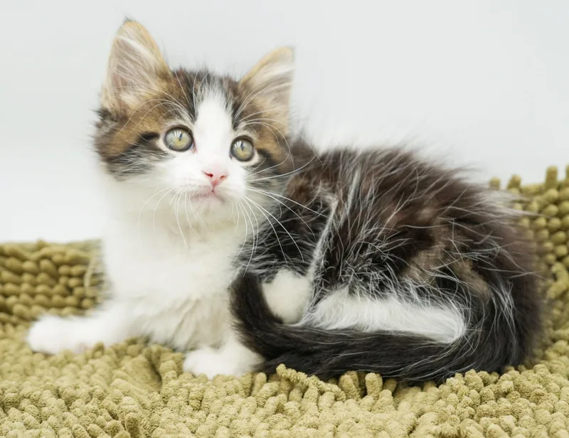 Pete is a poofy thumbnail 5