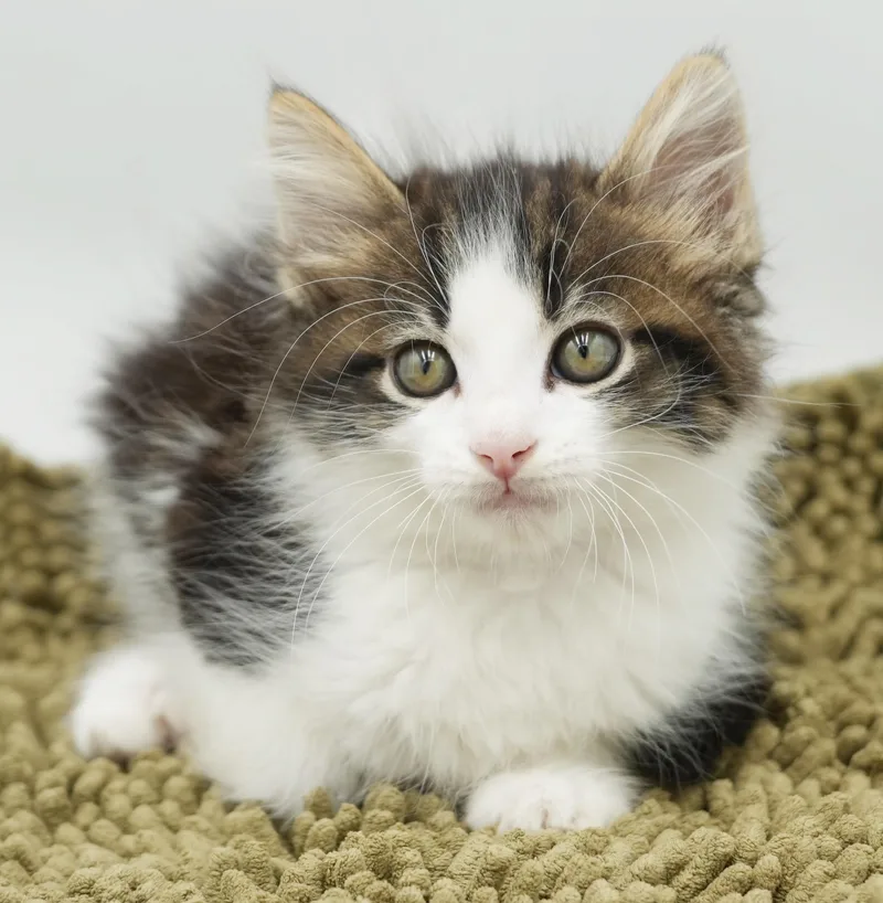 Pete is a poofy thumbnail 6