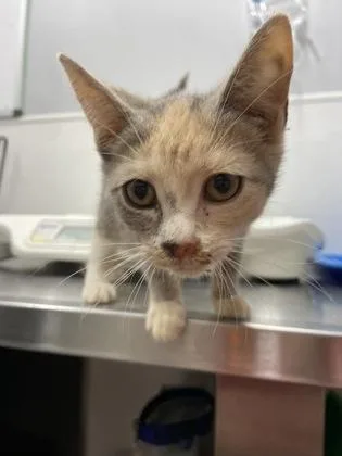 A baby small-sized female Domestic Short Hair cat named Starfire for adoption in West Chester, PA