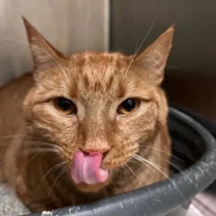 An adult medium-sized male Orange & White Domestic Short Hair cat named Nacho for adoption in Honesdale, PA