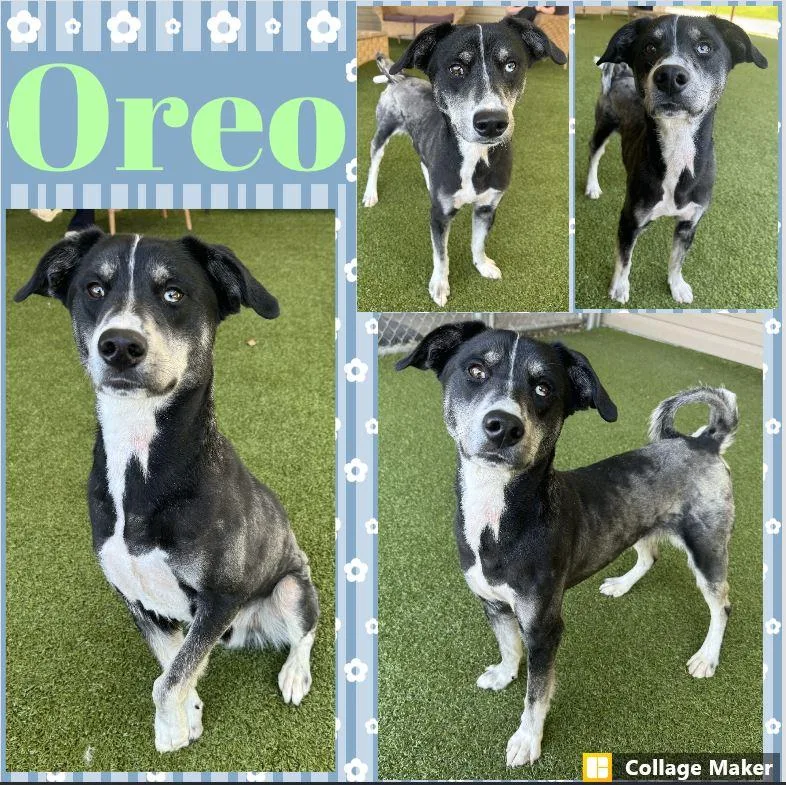 An adult medium-sized male Black Husky dog named Oreo for adoption in Clearfield, PA