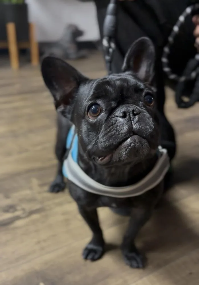 A young small-sized female French Bulldog dog named Mada for adoption in ventura, CA