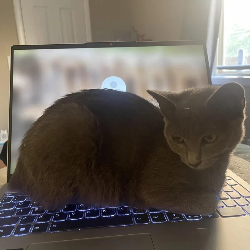 A baby small-sized female Gray / Blue / Silver Domestic Short Hair cat named Lollipop for adoption in Auburn, AL