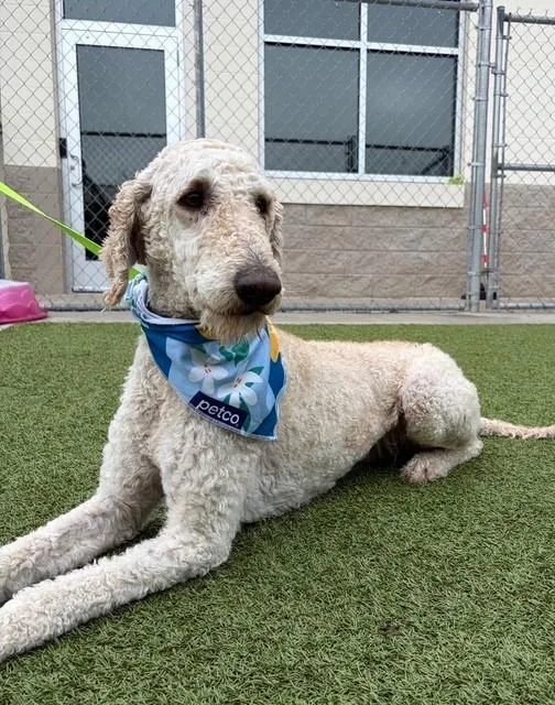 A senior medium-sized male White / Cream Poodle dog named Alfredo for adoption in Fayetteville, AR