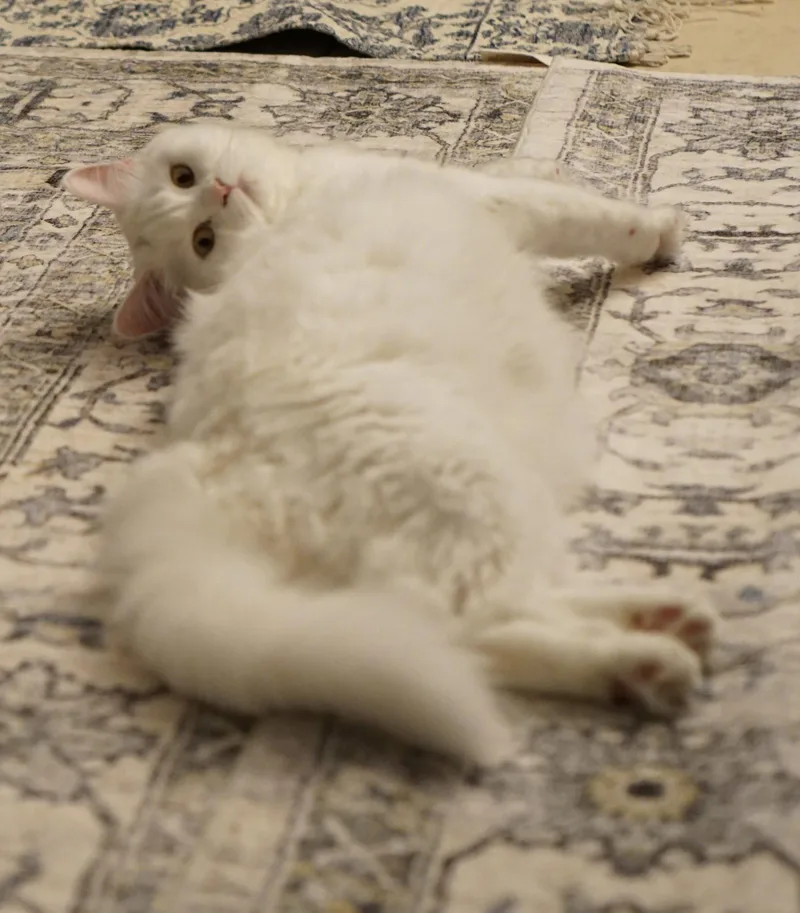 A young medium-sized female Turkish Angora cat named Belle for adoption in Herndon, VA