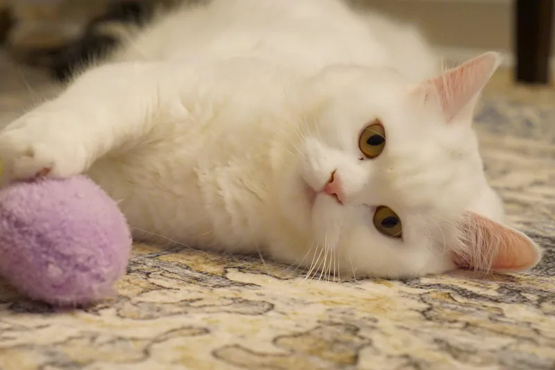 Belle thumbnail 3