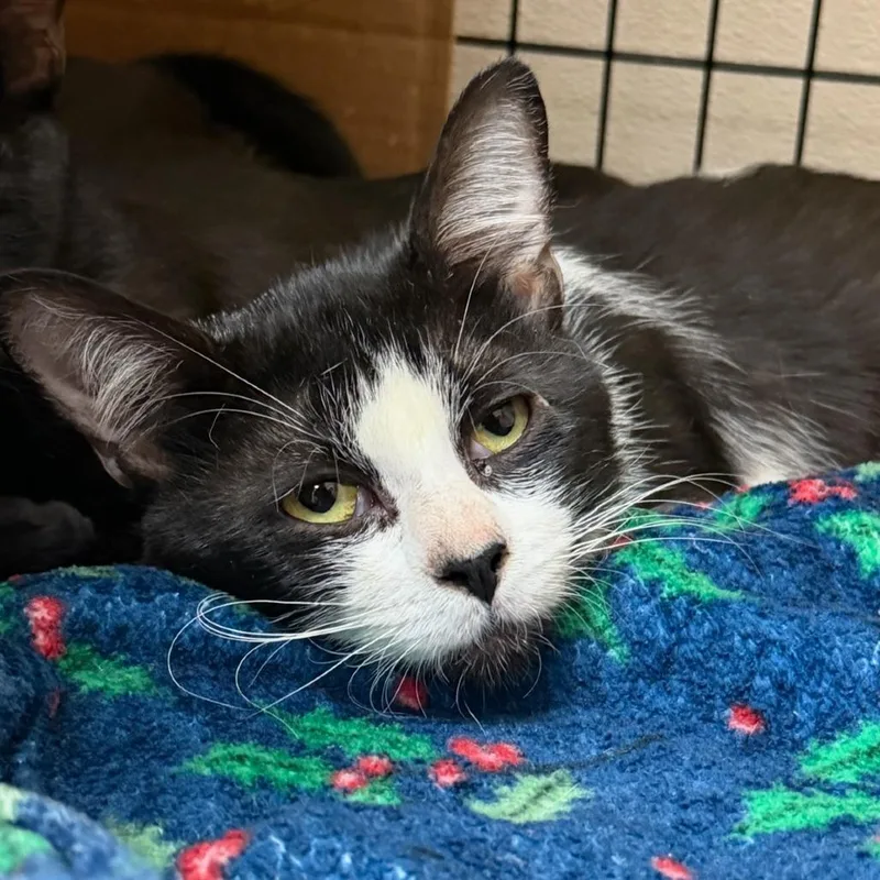 An adult medium-sized male Domestic Short Hair cat named Pine for adoption in Tacoma, WA