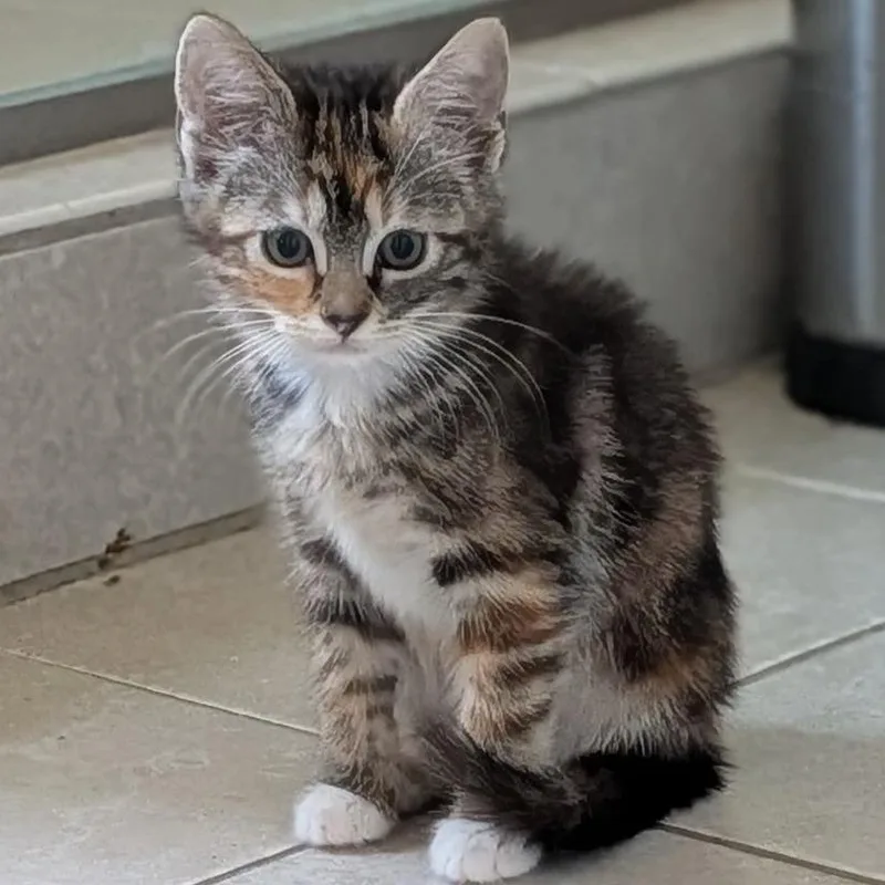 A baby small-sized female Torbie Domestic Short Hair cat named Circe for adoption in Pasadena, CA